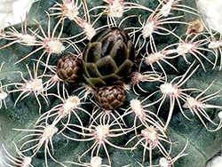 Gymnocalycium Bruchii ssp Bruchii