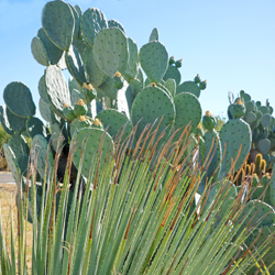 opuntia–agave–stricta