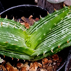 Aloe Burgerfortensis